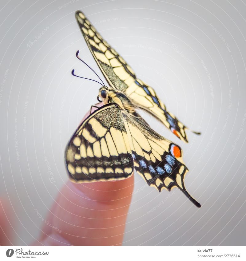 Balance Finger Natur Sommer Tier Schmetterling Flügel Insekt Schwalbenschwanz 1 ästhetisch schön Tierliebe Leichtigkeit Wandel & Veränderung verwandeln