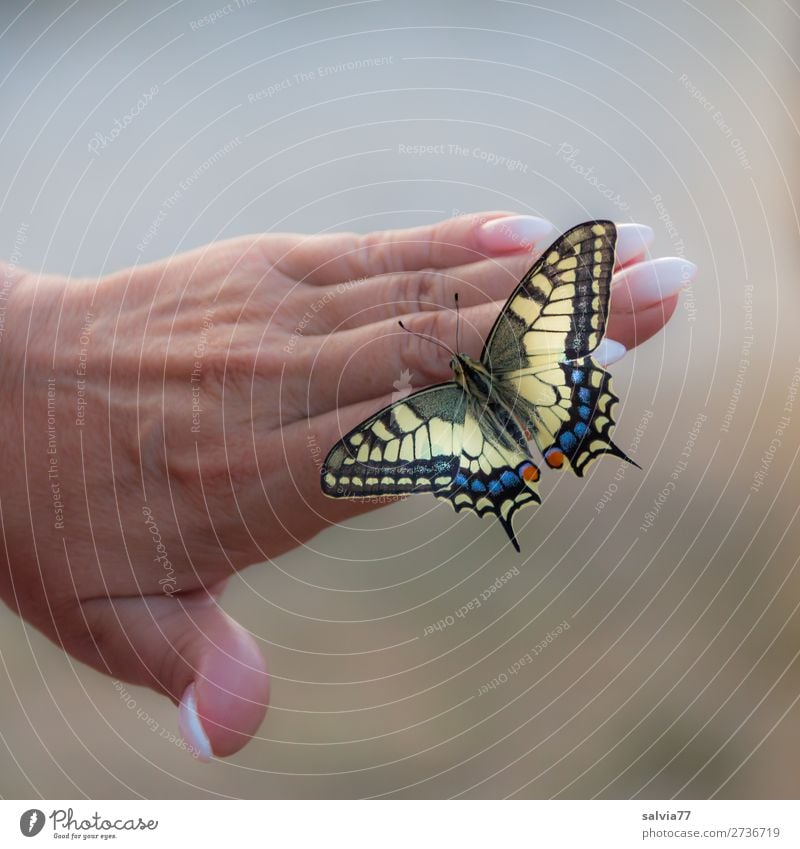 Leichtigkeit Glück schön Körperpflege Maniküre Nagellack Hand Finger Tier Schmetterling Flügel Schwalbenschwanz Insekt ästhetisch Tierliebe achtsam feminin