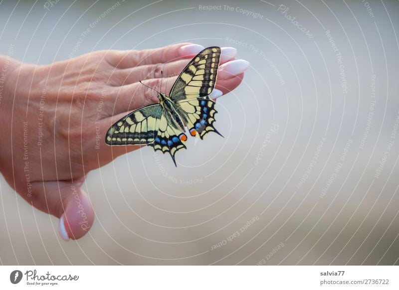 perfekte Maniküre Hand Frauenhand Nägel Finger Fingernagel Beautyfotografie schön Pflege Schmetterling Schwalbenschwanz Papilio machaon nageln Haut Nagellack