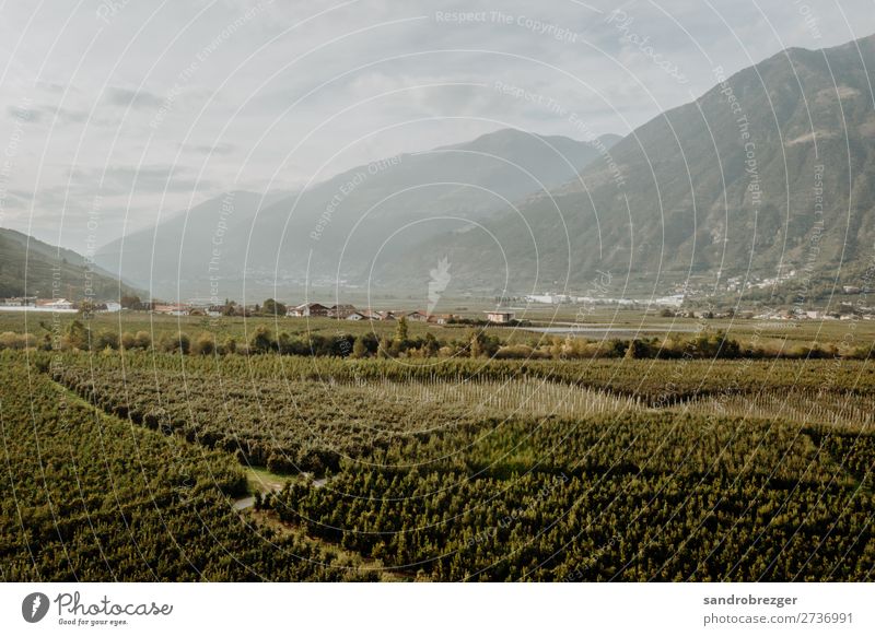 Weinberge im Herbst Südtirol wein weinberge apfelernte Obst Trauben luftaufnahme luftbild drohne DJI