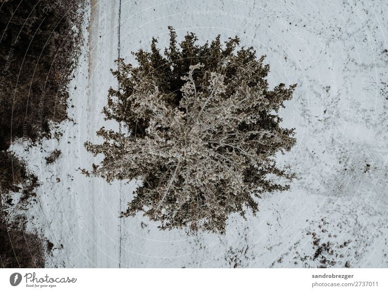 Tannenbaum von oben Baum fichte winter schnee bäume wald heide Luftaufnahmen drone luft