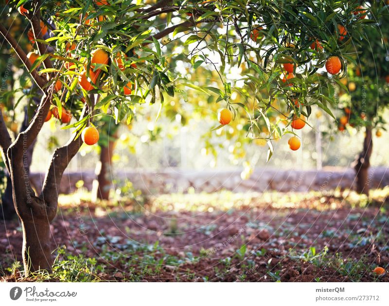 Orange Garden VII Kunst ästhetisch Orangensaft Orangenbaum Orangenhain reif Plantage Mallorca Spanien Urlaubsstimmung Idylle fantastisch Farbfoto