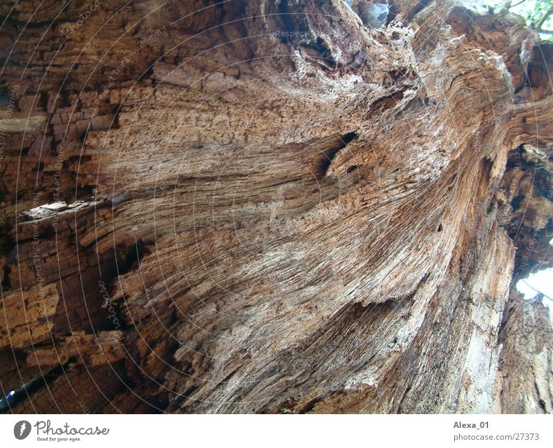 Großer Baum von unten Momentaufnahme Wald Froschperspektive alter Baum Digitalfotografie