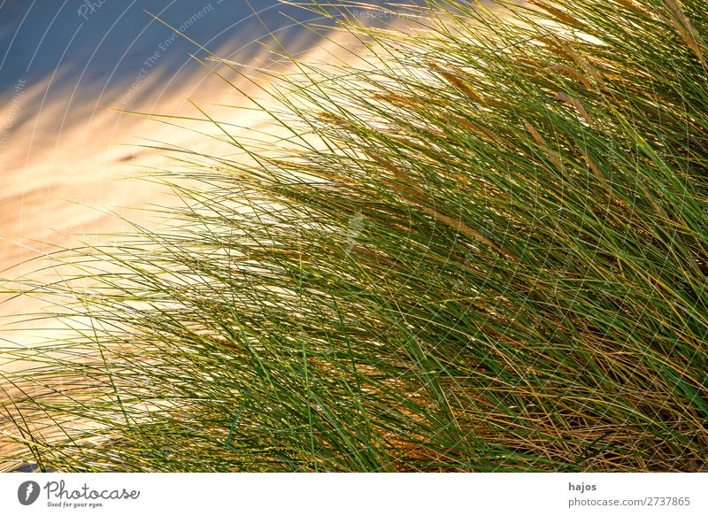 Strandhafer an der Ostsee Sommer Pflanze Sand Gras blau grün Polen Fl Pflanzen Düne Sandstrand Farbfoto Außenaufnahme Menschenleer Textfreiraum links Tag