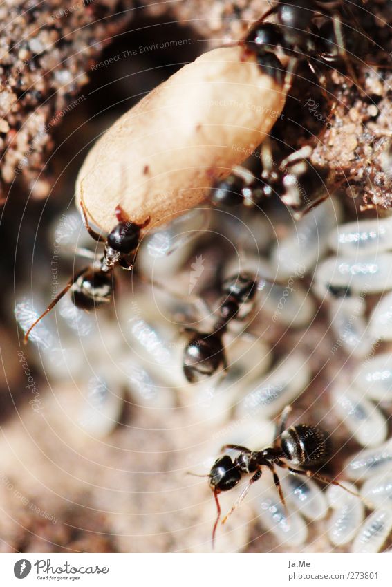 Fleißige Arbeiter Tier Wildtier Ameise Ameisenhügel Larve Tiergruppe Arbeit & Erwerbstätigkeit braun schwarz Farbfoto mehrfarbig Außenaufnahme Nahaufnahme