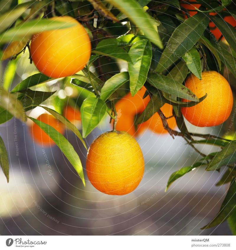 Orange Garden X Lebensmittel Frucht Ernährung Bioprodukte Vegetarische Ernährung Umwelt Natur ästhetisch Orangenbaum Wachstum hängen reif Vitamin C Gesundheit
