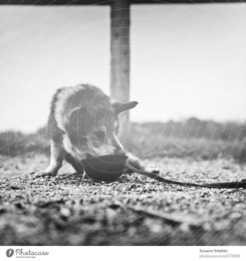 Hiddensee | wolken. Haustier Hund Traurigkeit trinken alt Müdigkeit Erschöpfung Hilfsbereitschaft Pause Picknick Hundeleine Lieblingsplatz sitzen Fressnapf
