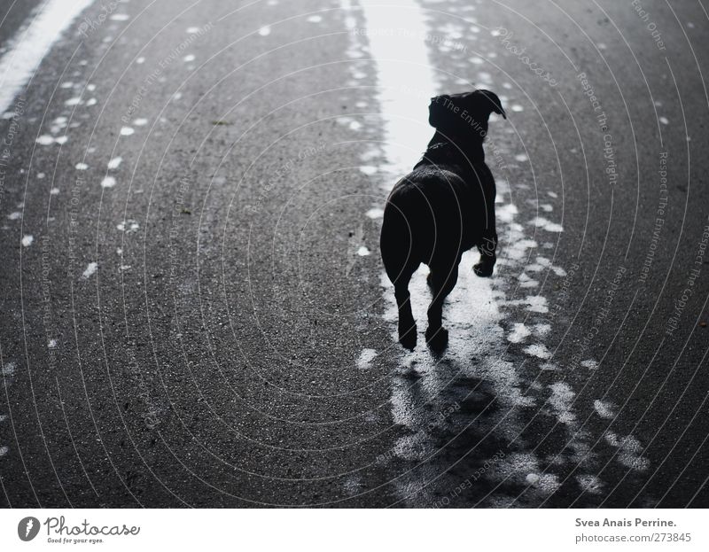 . Straße Asphalt Tier Haustier Hund 1 Bewegung springen dunkel nass Stadt Frühlingsgefühle Vertrauen Pfütze Silhouette Farbfoto Gedeckte Farben Außenaufnahme