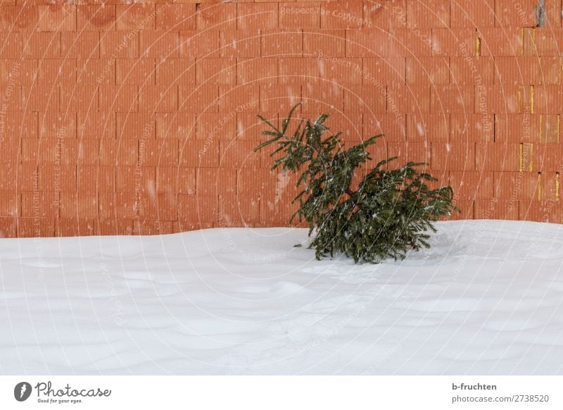 Weihnachtsbaum von gestern Winter schlechtes Wetter Schnee Schneefall Baum Gebäude Mauer Wand liegen alt Einsamkeit Vergangenheit Vergänglichkeit