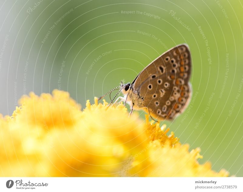 Schmetterling im gelben Nektarmeer Leben harmonisch ruhig Duft Umwelt Natur Pflanze Tier Schönes Wetter Garten Wiese Blühend Essen genießen lecker süß gold grün