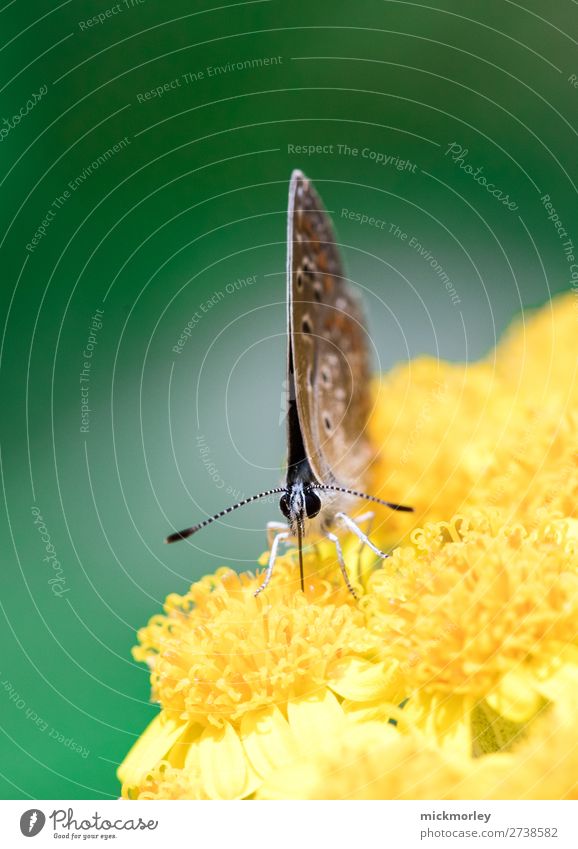 Aug in Aug mit dem Schmetterling schön harmonisch Zufriedenheit ruhig Sommer Umwelt Natur Pflanze Tier Frühling Schönes Wetter Garten Wildtier