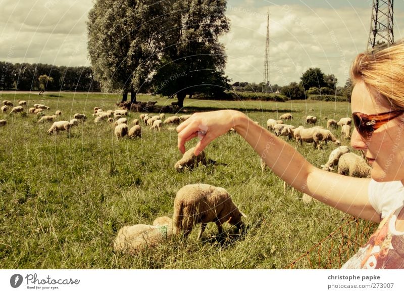 Das Greifen der Lämmer II Landwirtschaft Forstwirtschaft Mensch feminin Junge Frau Jugendliche Hand Finger 1 Tier Nutztier Herde fangen festhalten Fressen