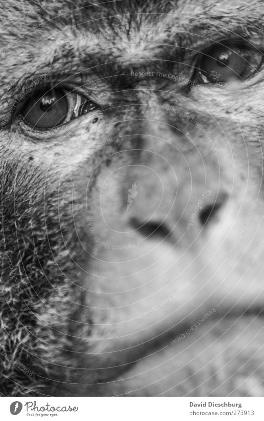 Den Tränen nah Tier Wildtier Tiergesicht Fell Zoo 1 Mitgefühl Traurigkeit Sehnsucht Affen Nase Auge Maul gefangen Schwarzweißfoto Nahaufnahme Detailaufnahme Tag