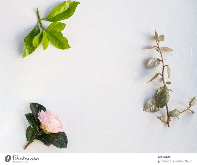 Blätter und rosa Blumenrahmen auf weißem Hintergrund Dekoration & Verzierung Feste & Feiern Hochzeit Geburtstag Natur Pflanze Blatt Liebe natürlich grün Borte