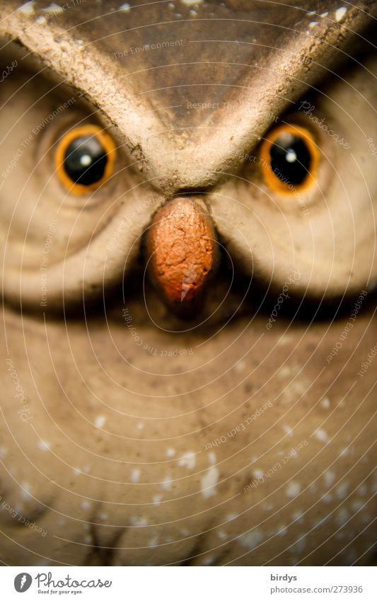 Eulengesicht einer Deko - eule mit intensivem Blick , unscharf, Formatfüllend Eulenaugen Eulenvögel Skulptur Wildtier Vogel Tiergesicht 1 glänzend Eulenportrait