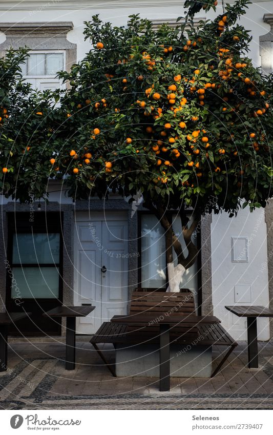Schattenplatz Obst Obstbaum Baum Platz Bank Tisch Stadt Portugal Lissabon Haus Außenaufnahme Farbfoto Herbst Winter Ferien & Urlaub & Reisen Tourismus