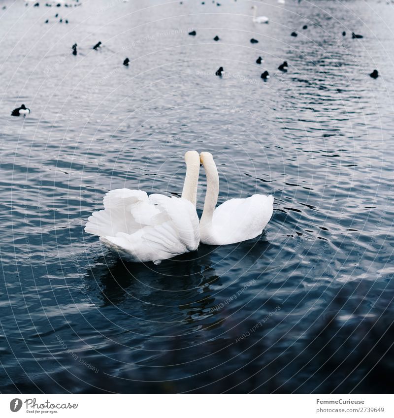 2 loving looking swans in pond Tier Natur Schwan Vogel Entenvögel Teich Wasser Liebe Verliebtheit Feder Metallfeder weiß Im Wasser treiben Farbfoto