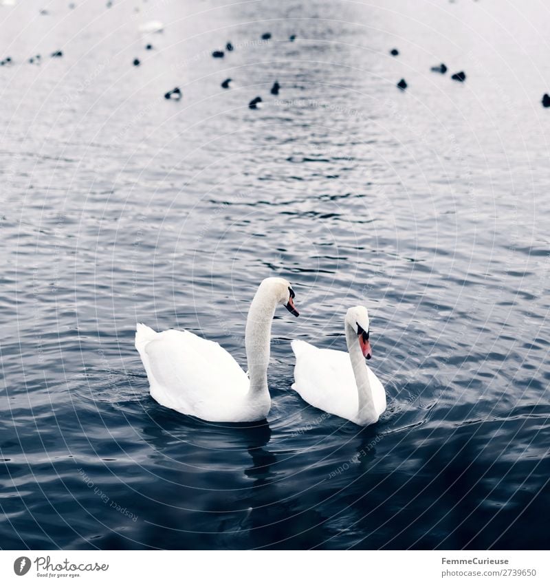 Two swans in a pond Tier Natur Schwan Teich See 2 Wasser Farbfoto Außenaufnahme Textfreiraum unten Tag Zentralperspektive