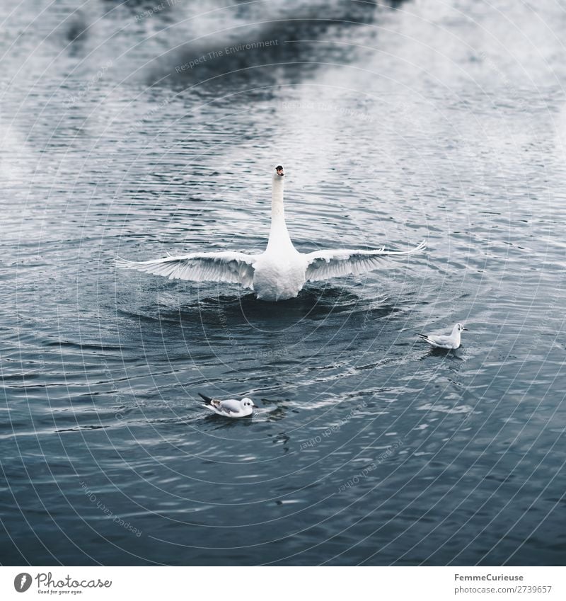 An angry swan in a pond Natur Tier See Teich Wasser Schwan Feder Vogel aufgebracht Aufregung Flügel Farbfoto Außenaufnahme Zentralperspektive