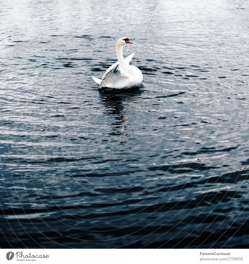 A swan in a pond flapping its wings Natur Tier 1 Schwan See Teich Farbfoto Außenaufnahme Textfreiraum unten Zentralperspektive