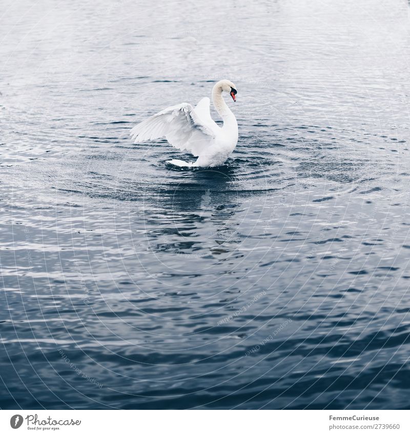A swan in a pond flapping its wings Natur Tier Schwan Vogel Teich See Im Wasser treiben Feder weiß Anmut Farbfoto Außenaufnahme Textfreiraum unten Tag