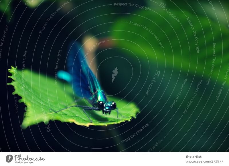 libella Tier Libelle 1 blau grün Frühlingsgefühle Stolz Natur Insekt Nahaufnahme Flügel mehrfarbig Außenaufnahme