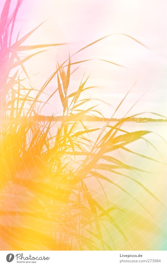 Müritzsicht mit Licht Kunst Künstler Maler Umwelt Natur Landschaft Pflanze Wasser Himmel Wolken Sommer Wetter Gras Sträucher Blatt Wildpflanze Küste Seeufer