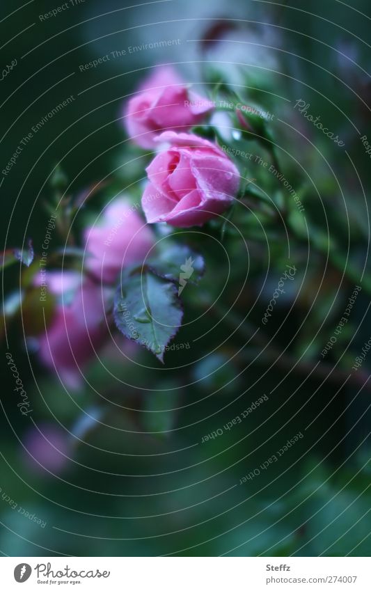 eine Rose ist elegant Gartenrose Rosenblüte duftend dezent außergewöhnlich dunkelgrün blühende Rose Rosenblätter Rosengarten rosa einzigartig blühende Blume