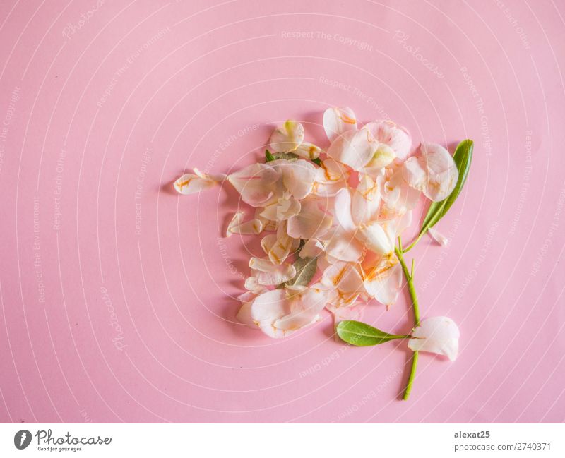 Blattlose rosa Blume Dekoration & Verzierung Feste & Feiern Hochzeit Geburtstag Natur Pflanze Duft Liebe Traurigkeit natürlich grün weiß Hintergrund Borte