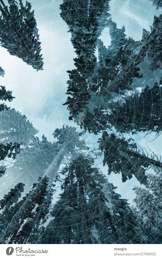 Himmelwärts Umwelt Natur Winter Klima Eis Frost Schnee Baum Wald blau grün weiß nachhaltig Umweltschutz Unendlichkeit Baumkrone groß Riesenbaum Tannenzweig