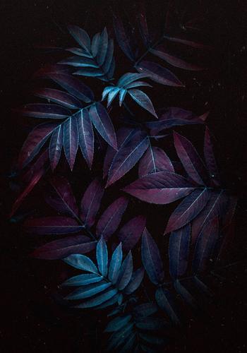 Pflanze Blätter Textur Blatt blau Garten geblümt Natur Dekoration & Verzierung abstrakt Konsistenz frisch Außenaufnahme Hintergrund Beautyfotografie