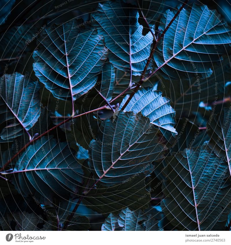 Pflanze Blätter Textur Blatt blau Garten geblümt Natur Dekoration & Verzierung abstrakt Konsistenz frisch Außenaufnahme Hintergrund Beautyfotografie