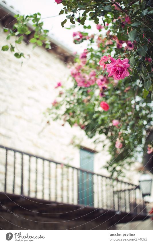 morantik Natur Blume Sträucher Haus Mauer Wand Fassade Balkon Blühend eckig Freundlichkeit schön grün rosa Liebe Romantik Farbfoto Gedeckte Farben Außenaufnahme