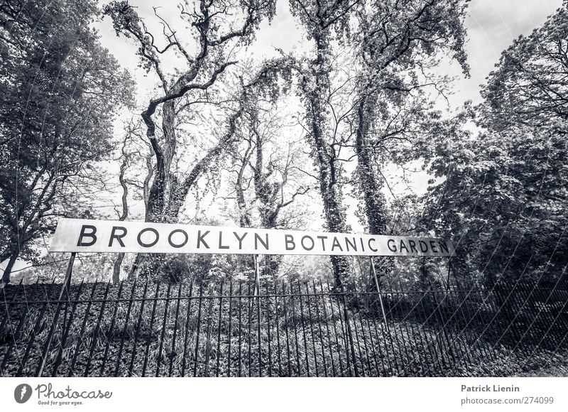 Brooklyn Botanic Garden Umwelt Natur Pflanze Baum Park ästhetisch Zufriedenheit Bildung Kreativität Leichtigkeit Botanischer Garten Verhext bewachsen USA