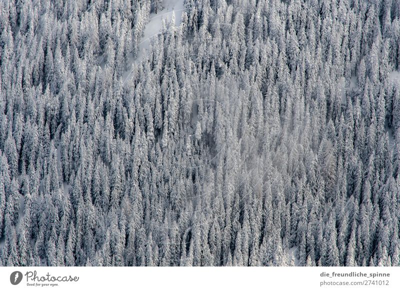 Winterlabyrinth Natur Landschaft Pflanze Schönes Wetter Wind Schnee Baum Wildpflanze Innsbruck Österreich Europa oben unten grau grün weiß Abenteuer Einsamkeit