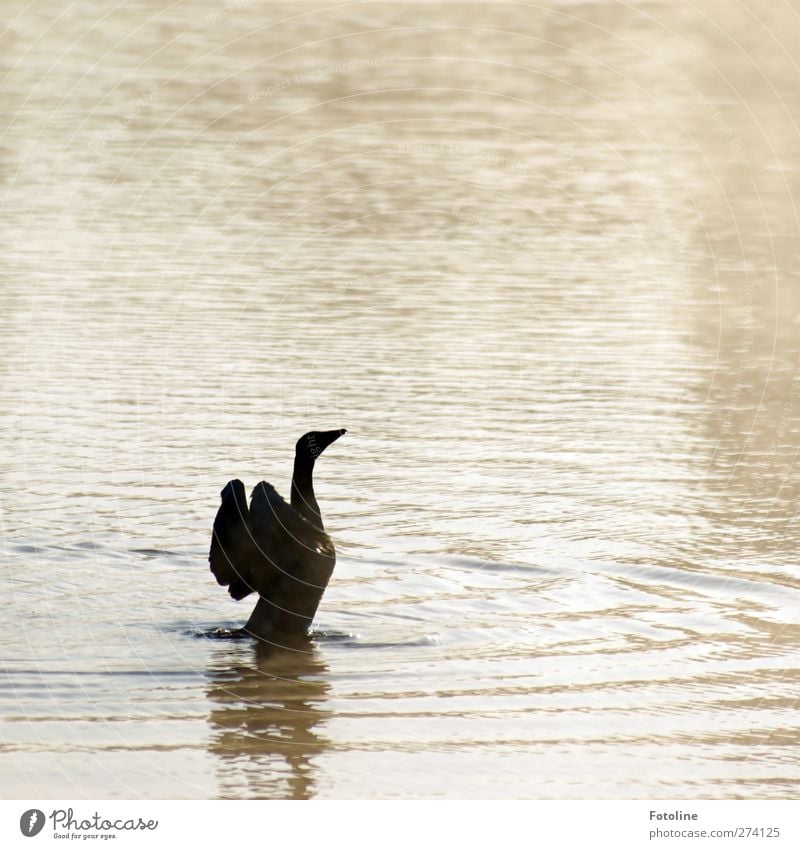 Streck dich! Umwelt Natur Tier Urelemente Wasser Küste Seeufer Teich Wildtier Vogel Flügel 1 hell nass natürlich Gans gefiedert Feder Schnabel Farbfoto