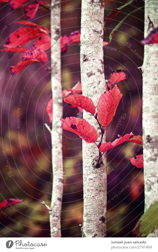 rote Baumblätter Blatt Natur abstrakt Konsistenz Außenaufnahme Hintergrund Beautyfotografie Zerbrechlichkeit Herbst fallen Winter