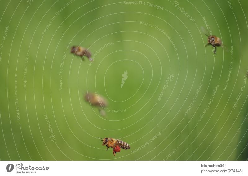 Und diese Biene, die ich meine nennt sich ... Tier Nutztier Schwarm fliegen tragen anstrengen Teamwork Ausdauer Ausflug schön fleißig emsig diszipliniert