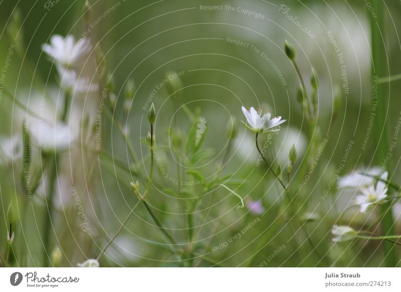 blumenwiese in weiß Natur Pflanze Sommer Blume Gras Wiese Feld hell Blütenkelch Blütenknospen Farbfoto Außenaufnahme Tag Starke Tiefenschärfe Zentralperspektive
