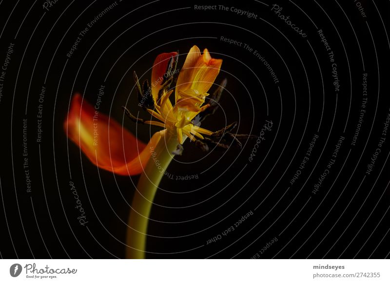 Das letzte Blütenblatt einer verwelkenden Tulpe elegant Natur Pflanze alt Blühend verblüht ästhetisch orange rot Traurigkeit Müdigkeit Einsamkeit Schwäche Tod