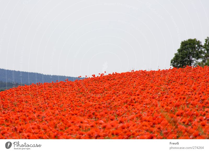 Moooohn...! Natur Landschaft Himmel Frühling Pflanze Sträucher Mohn Klatschmohn Feld Hügel Blühend leuchten außergewöhnlich frisch blau grau grün rot
