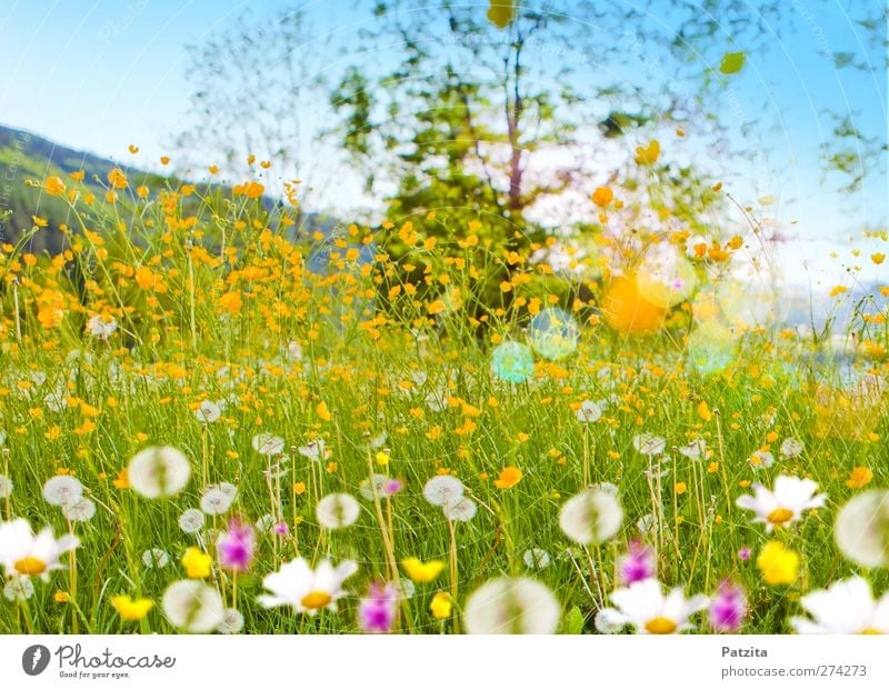 Blumenwiese Wiesenblume Margerite Löwenzahn Sommer Frühling grün Natur Landschaft Gegenlicht Lichtfleck Frühlingsgefühle Menschenleer Außenaufnahme Fröhlichkeit