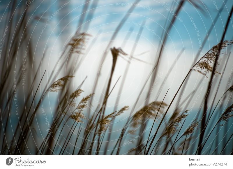 Hiddensee | Halme Umwelt Natur Pflanze Himmel Wolken Sonnenlicht Sommer Schönes Wetter Grünpflanze Riedgras Feld Moor Sumpf Wachstum dünn hoch blau weiß