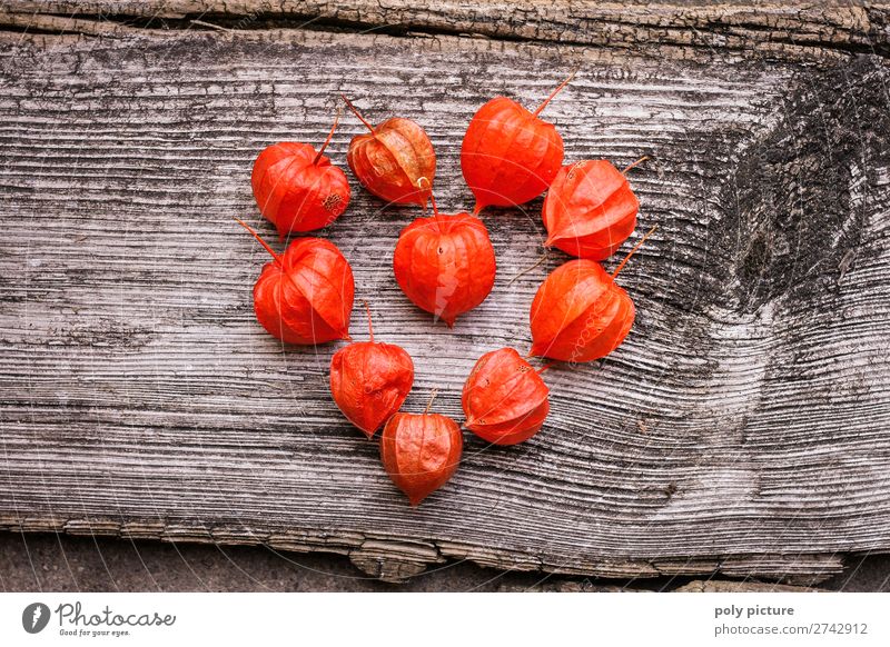 Herzform aus roten Physalis auf grauem Holz Lifestyle Umwelt Natur Landschaft Frühling Sommer Klimawandel Pflanze Nutzpflanze Identität Inspiration Liebe