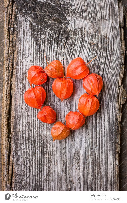 Herzform aus roten Physalis auf grauem Holz Natur Pflanze Frühling Sommer Herbst Klimawandel Nutzpflanze Kitsch Krimskrams Zeichen Freude Glück Fröhlichkeit
