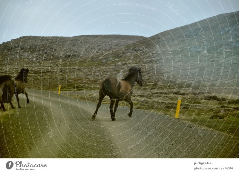 Island Umwelt Natur Landschaft Hügel Berge u. Gebirge Verkehrswege Straße Tier Pferd Tiergruppe laufen natürlich Freiheit Leben Flucht Island Ponys Farbfoto
