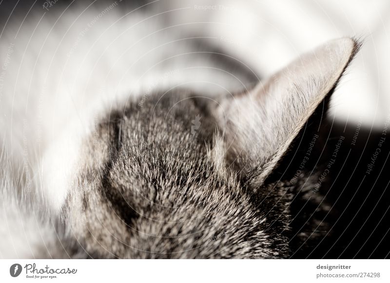 wachsam ... Haustier Katze Fell Ohr 1 Tier Erholung hören schlafen träumen wild weich Vertrauen Sicherheit Schutz Geborgenheit ruhig gefährlich Schüchternheit