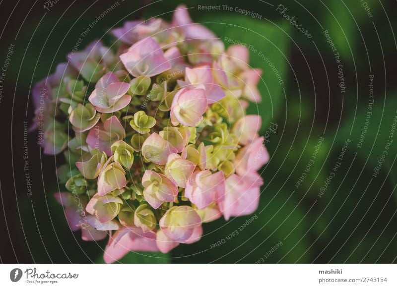 rosa Hortensienblüte Nahaufnahme im Sommergarten schön Freizeit & Hobby Garten Gartenarbeit Natur Landschaft Pflanze Blume Sträucher Blüte Wachstum frisch hell