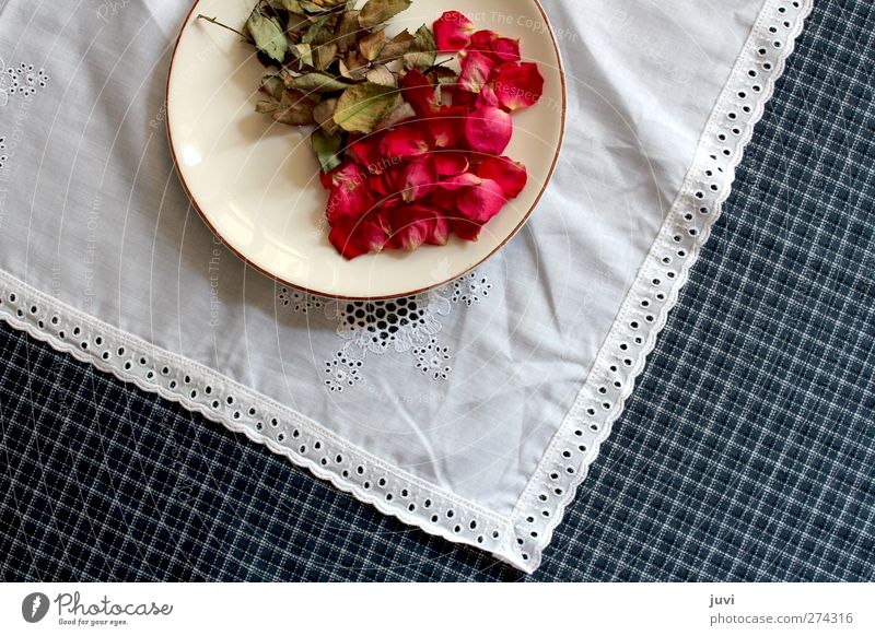 Blüten auf dem Teller serviert Pflanze Blume Rose Blatt Dekoration & Verzierung trocken blau grün rot weiß Trockenblume Spitze kariert Tischwäsche Farbfoto