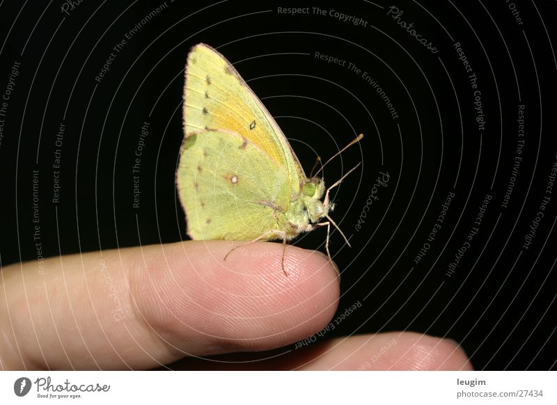 Hola, Hallo Schmetterling grün gelb zitronengelb hellgrün Fühler nah Finger Begrüßung Nahaufnahme